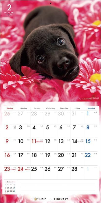 PICTWAN 2025 Calendar L Edition Labrador Retriever CL25-1216