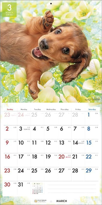 PICTWAN 2025 Calendar L Edition Dachshund CL25-1211