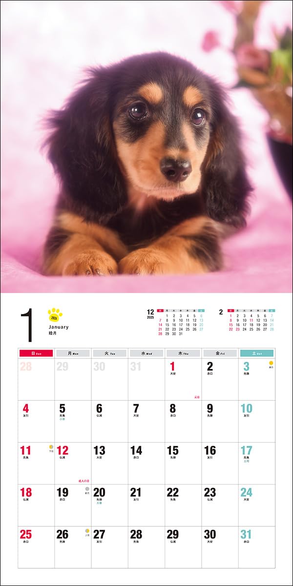 2026 Miniature Dachshund Calendar (Seibundo-shinkosha Calendar)