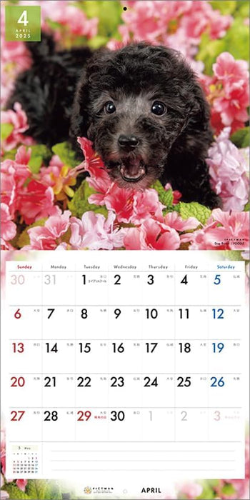 PICTWAN 2025 Calendar L Edition Poodle CL25-1222