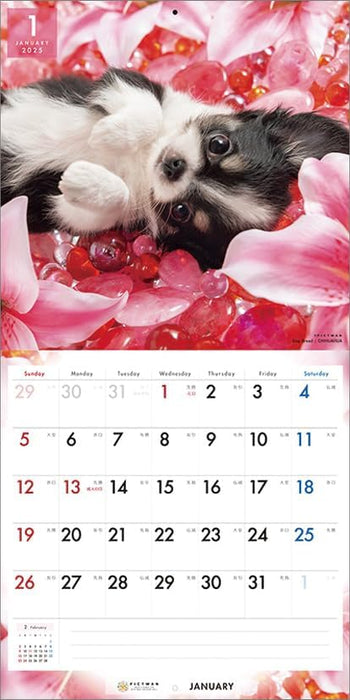 PICTWAN 2025 Calendar L Edition Chihuahua CL25-1210