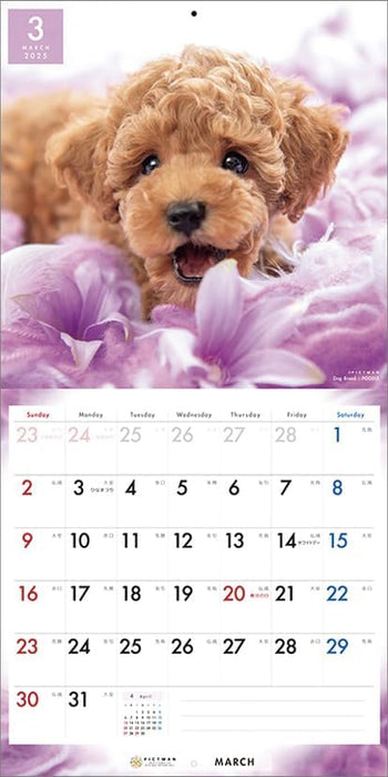 PICTWAN 2025 Calendar L Edition Poodle CL25-1222