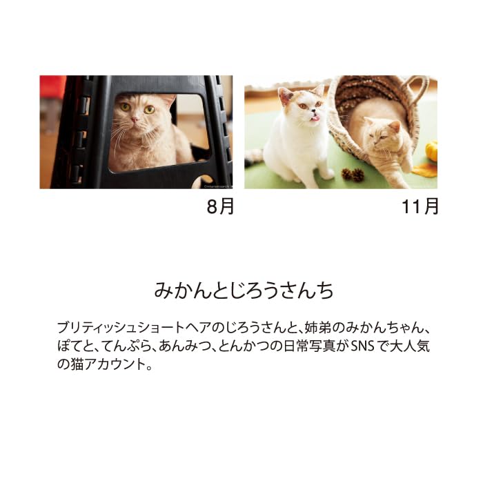 New Japan Calendar 2026 Desk Calendar Life with Cats Mikan to Jirousan Chi NK527