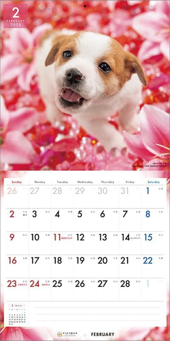 PICTWAN 2025 Calendar L Edition Jack Russell Terrier CL25-1215