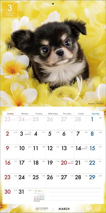 PICTWAN 2025 Calendar L Edition Chihuahua CL25-1210