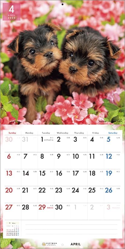 PICTWAN 2025 Calendar L Edition Yorkshire Terrier CL25-1230