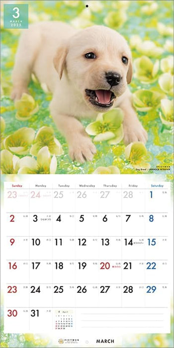 PICTWAN 2025 Calendar L Edition Labrador Retriever CL25-1216