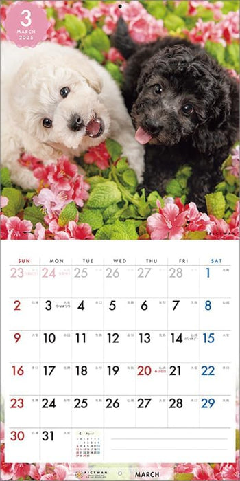 PICTWAN 2025 Calendar S Edition Poodle CL25-1239