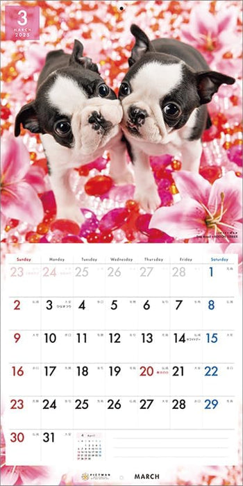 PICTWAN 2025 Calendar L Edition Boston Terrier CL25-1207