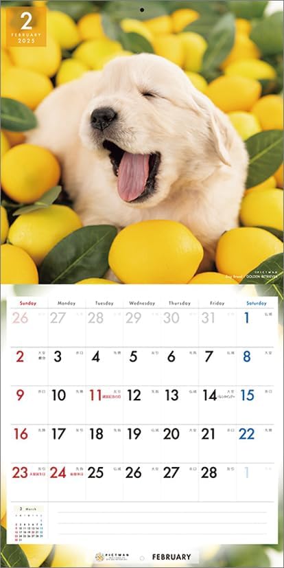 PICTWAN 2025 Calendar L Edition Golden Retriever CL25-1213