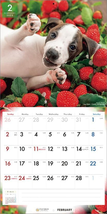 PICTWAN 2025 Calendar L Edition Italian Greyhound CL25-1214