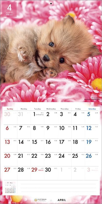 PICTWAN 2025 Calendar L Edition Pomeranian CL25-1221