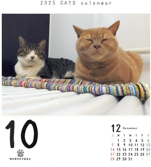 CO2 Cats 2025 Page-A-Day Calendar Refill CK-C25-02