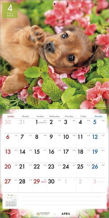 PICTWAN 2025 Calendar L Edition Dachshund CL25-1211