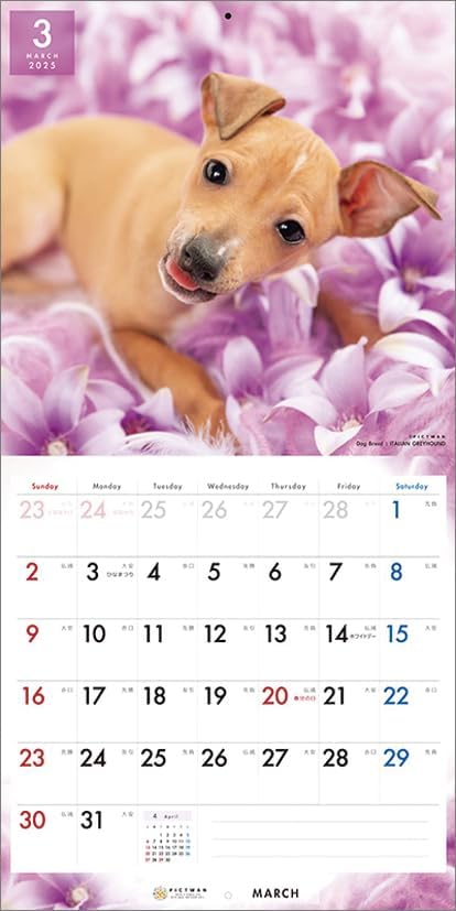 PICTWAN 2025 Calendar L Edition Italian Greyhound CL25-1214