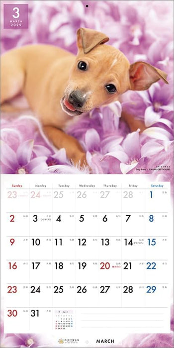 PICTWAN 2025 Calendar L Edition Italian Greyhound CL25-1214