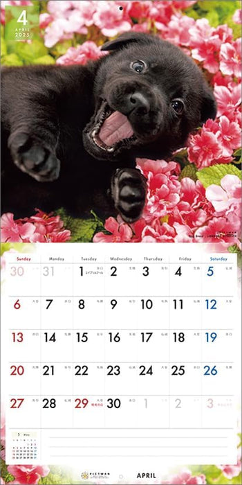 PICTWAN 2025 Calendar L Edition Labrador Retriever CL25-1216