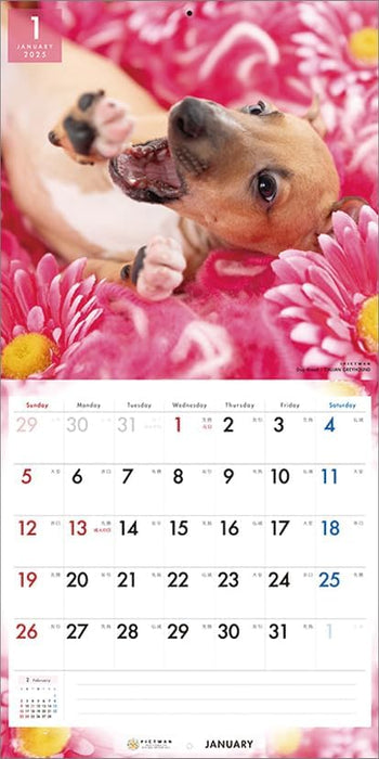 PICTWAN 2025 Calendar L Edition Italian Greyhound CL25-1214