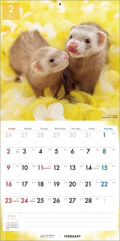 PICTWAN 2025 Calendar L Edition Ferret CL25-1233