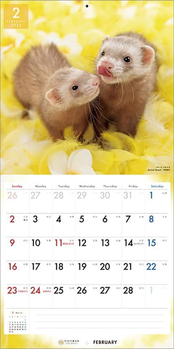 PICTWAN 2025 Calendar L Edition Ferret CL25-1233