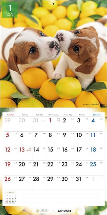 PICTWAN 2025 Calendar L Edition Jack Russell Terrier CL25-1215