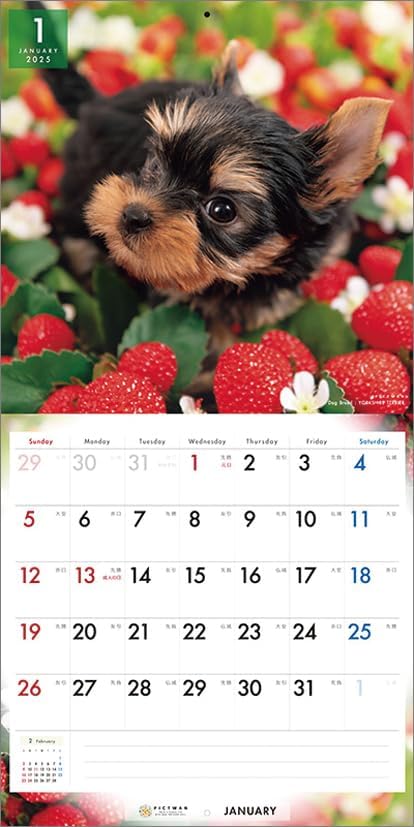 PICTWAN 2025 Calendar L Edition Yorkshire Terrier CL25-1230