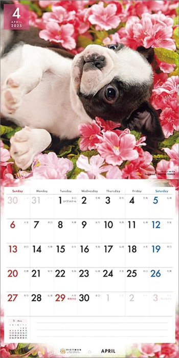 PICTWAN 2025 Calendar L Edition Boston Terrier CL25-1207