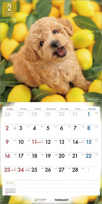 PICTWAN 2025 Calendar L Edition Poodle CL25-1222