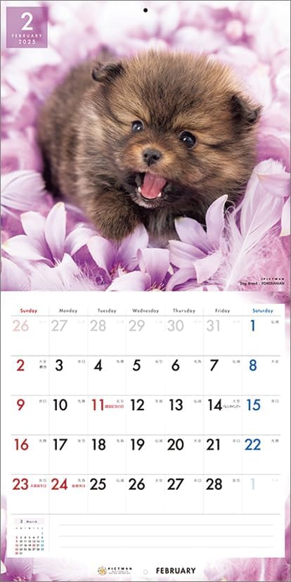 PICTWAN 2025 Calendar L Edition Pomeranian CL25-1221