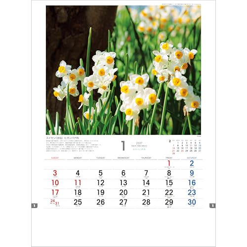 Todan 2027 Wall Calendar Japanese Wildflowers 53.5 x 38cm TD-818