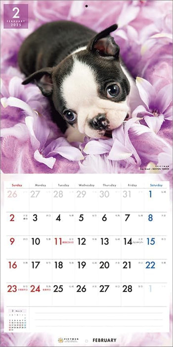 PICTWAN 2025 Calendar L Edition Boston Terrier CL25-1207