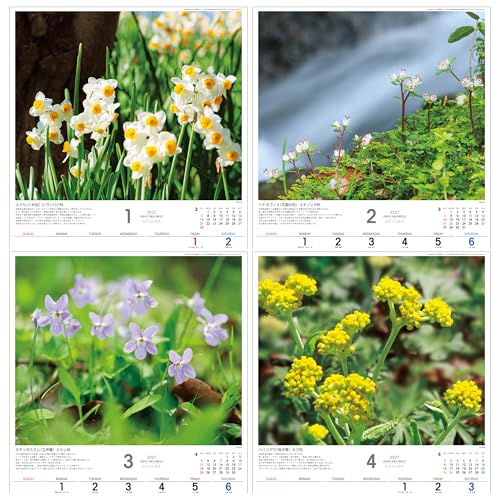 Todan 2027 Wall Calendar Japanese Wildflowers 53.5 x 38cm TD-818