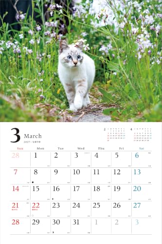 Relaxing Island Cat Journey 2027 Calendar