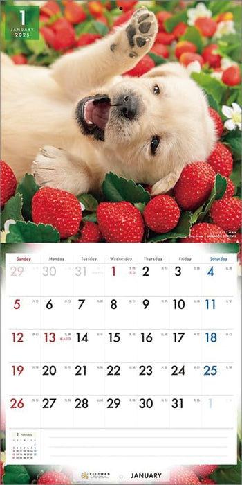 PICTWAN 2025 Calendar L Edition Labrador Retriever CL25-1216