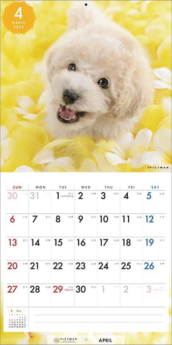 PICTWAN 2025 Calendar S Edition Poodle CL25-1239