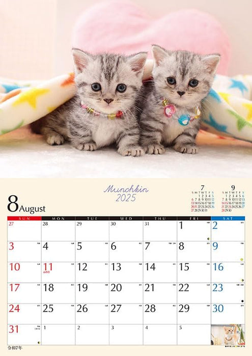 Try-X Kitten Munchkin 2025 Wall Calendar CL-382 51x 36cm