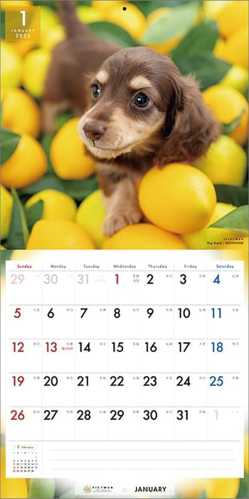 PICTWAN 2025 Calendar L Edition Dachshund CL25-1211