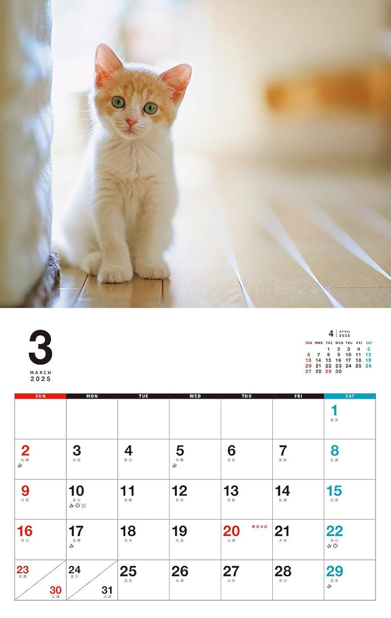 Kittens Calenddar 2025 (Monthly/Wall Calendar)