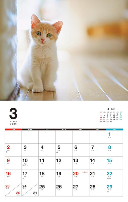 Kittens Calenddar 2025 (Monthly/Wall Calendar)