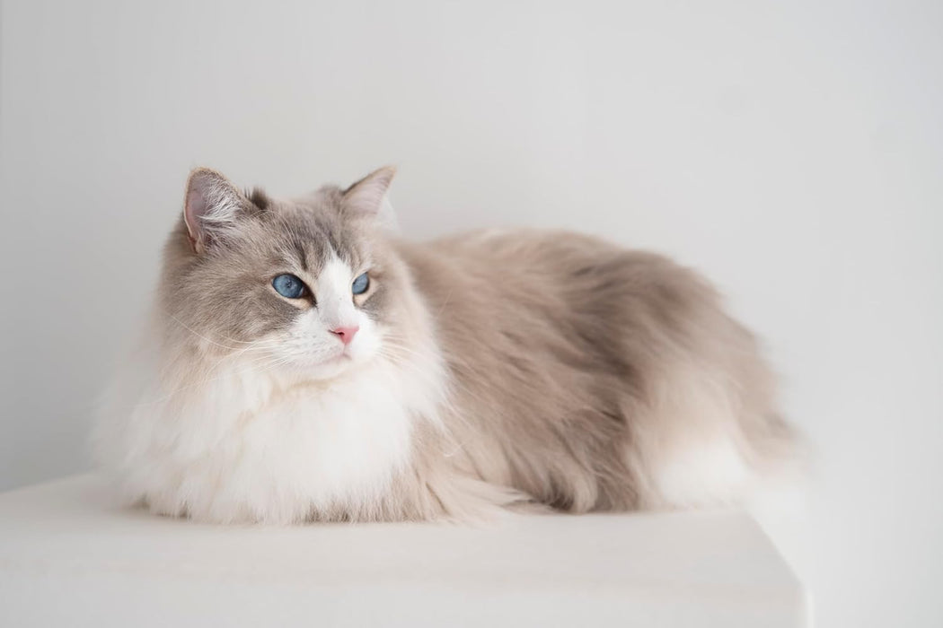 Neko no Komichi Large Size Calendar 2026