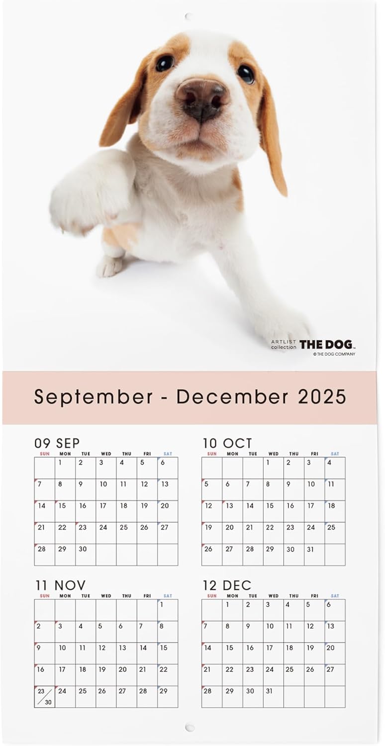 THE DOG 2026 Wall Calendar Mini Size [Beagle]