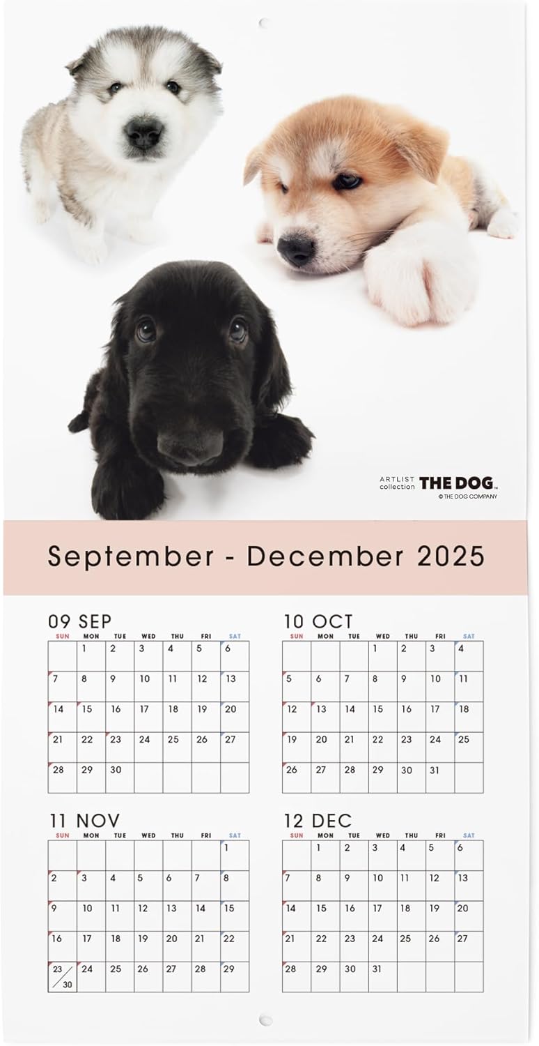 THE DOG 2026 Wall Calendar Mini Size Trio [Akita Dog/Alaskan Malamute/Flat-Coated Retriever]