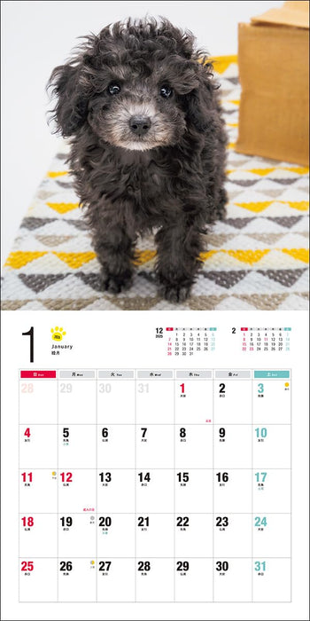 2026 Toy Poodle Calendar