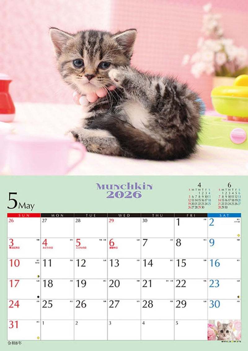 Try-X 2026 Wall Calendar Kitten Munchkin CL-382 51x36cm