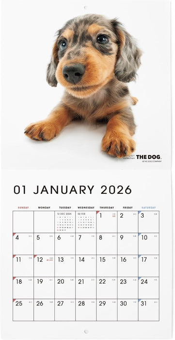 THE DOG 2026 Wall Calendar Mini Size [Dachshund]