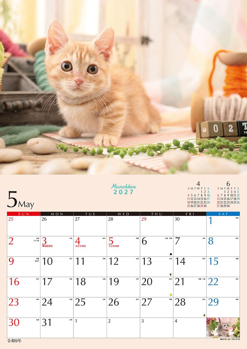 Try-X 2027 Wall Calendar Kitten Munchkin 27CL-382 51x36cm