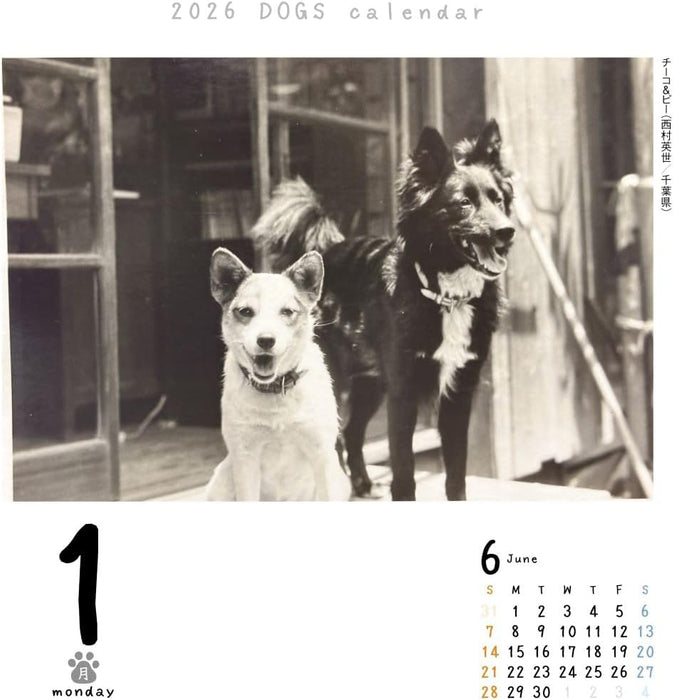 CO2 Dogs 2026 Page-A-Day Calendar Refill CK-D26-02