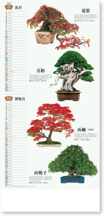 New Japan Calendar 2025 Wall Calendar Bonsai Calendar NK152 770x350mm