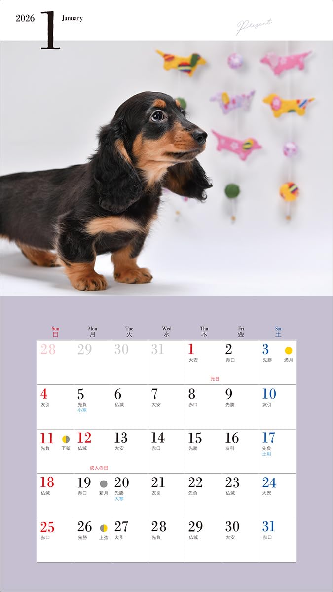 2026 Adorable Miniature Dachshund Calendar (Seibundo-shinkosha Calendar)