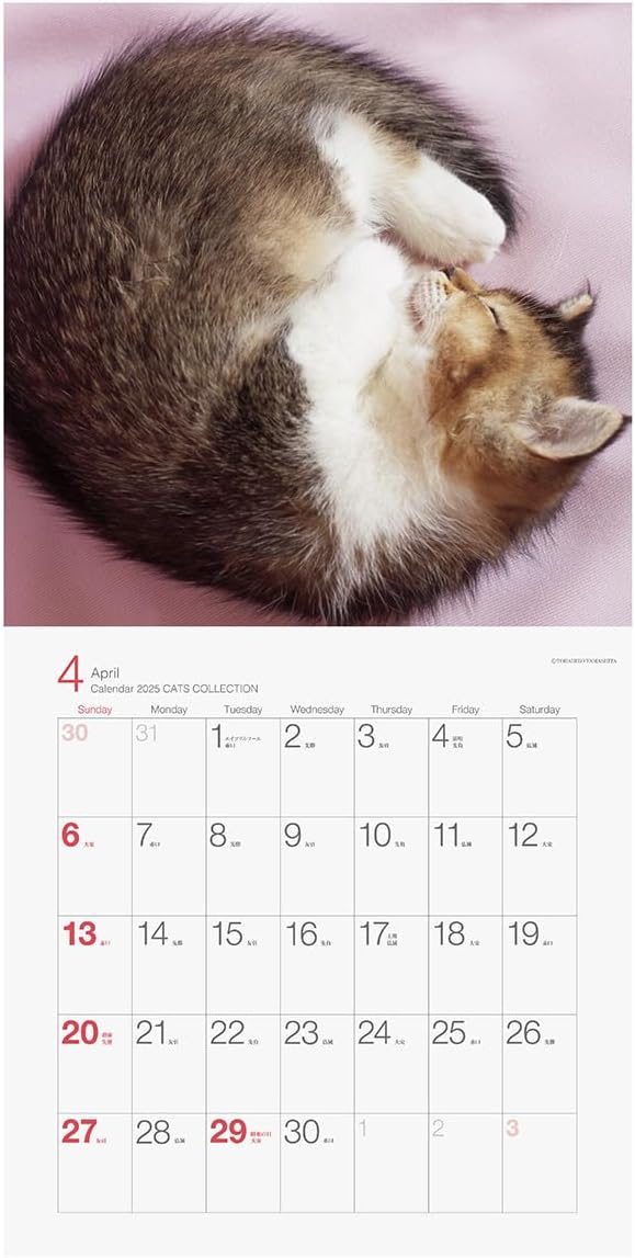 2025 Cats Collection Torahiko Yamashita Calendar No.049